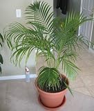 Lawn & Patio - Areca Palm plant Dypsis lutescens Easy to grow!! [PF015]