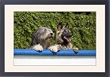 Framed Prints of Dogs - Bearded Collie and Tervuren look over the wall in garden from Ardea Wildlife Pets