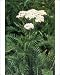 Photographic Prints of JPF-11954 YARROW - in flower from Ardea Wildlife Pets