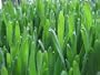 Organic Sprouting Seeds Hard Wheat for Wheatgrass 5 Pounds