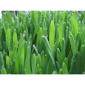 Organic Sprouting Seeds Hard Wheat for Wheatgrass 5 Pounds