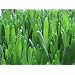 Organic Sprouting Seeds Hard Wheat for Wheatgrass 5 Pounds