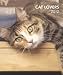 Cat Lovers 2012 Weekly Calendar