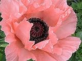 Victoria Louise Oriental Poppy - Papaver - 8 Plants