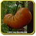 Heirloom Tomato Seeds - 'Amana Orange' Vegetable Seed Packet (50 Seeds)