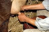 Milking Cows at a Dairy Farm - 36