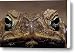 Close-up Of A Scowling, Grumpy, Ugly Canvas Print / Canvas Art - Artist Jason Edwards Close-up Of A Scowling, Grumpy, Ugly Canvas Print / Canvas Art - Artist Jason Edwards