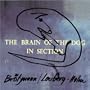 The Brain Of The Dog In Section