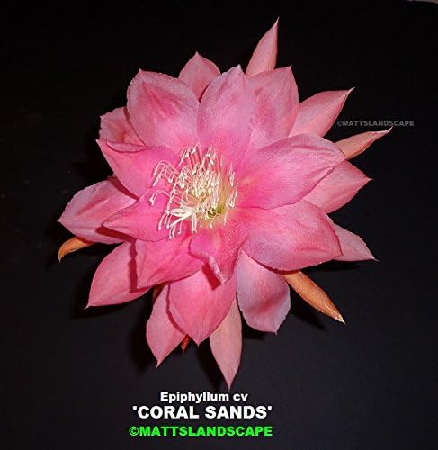 Epiphyllum, CORAL SANDS, 3 Gallon, FREE SHIPPING, HUGE Plants, Orchid Cactus, Green Healthy Stems, 3+Rooted Plant(s).