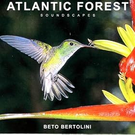Atlantic Forest-16