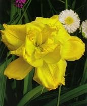 Longfields Maxim Daylily - Hemerocallis -Limited Supply