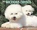 Just Bichons Frises 2009 Wall Calendar