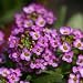 Alyssum Flowers - 24