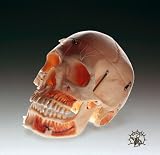 Adult Human Demonstration Skull