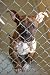 Rescue Me: Animals in Need
