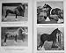 1917 Horse Show Clansman Kingmaker Forest Pallingham