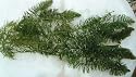 Hornwort Oxygenating water pond plant fish tank 5 bits