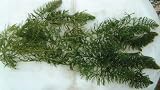 Hornwort Oxygenating water pond plant fish tank 5 bits