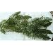 Hornwort Oxygenating water pond plant fish tank 5 bits