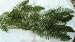 Hornwort Oxygenating water pond plant fish tank 5 bits