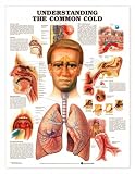Understanding the Common Cold Anatomical Chart Unmounted