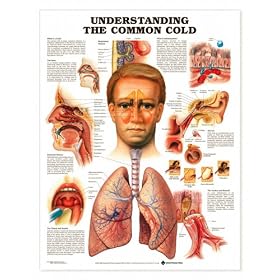 Understanding the Common Cold Anatomical Chart Unmounted