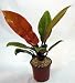 Autumn Princess Moonlight Philodendron - Easy to Grow