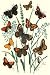 Kitchen & Housewares : Butterflies: E. Hyperanthus, N. Lucina, et al. Art Print Poster By W. F. Kirby, 18.75 " x 27.5 "