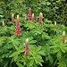 Plug Plants: Perennials: Pack of 6. Lupin Russell Series My Castle