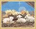 Caspari Holiday Boxed Note Cards, Babe in the Manger with Sheep Design, Includes 20-Cards and Envelopes