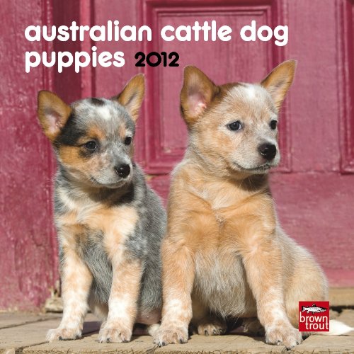 Australian Cattle Dogs 2012 Mini 7x7 Wall Calendar