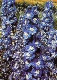 Amazon / Hirts: Perennials; Sun: Giant Blue Bird Delphinium 50 Seeds - Perennial