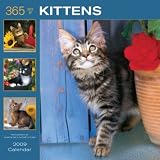 Kittens 365 Days 2009 Square Wall Calendar (Brown Trout)