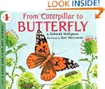 From Caterpillar To Butterfly