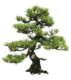 Bonsai Tree - 36