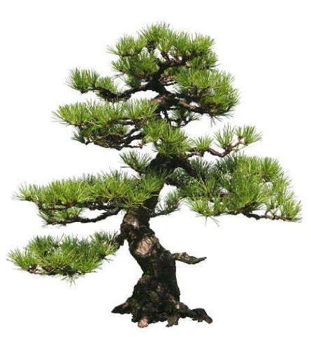 Bonsai Tree - 36