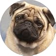 Fawn pug dog Fridge Magnet