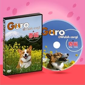 �R�[�M�[�����c�u�c Goro@Welsh corgi �t�� �^ �r���������� �u������������