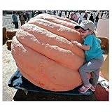 Organically Grown Dill's Atlantic Giant Pumpkin 15 Seeds