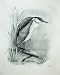 1906 The Night Heron Nycticorax Griseus Adult Bird
