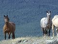 The Last Wild Mustangs Season 1