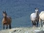 The Last Wild Mustangs Season 1