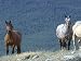 The Last Wild Mustangs