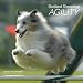 Sheetland Sheepdog Agility 2009 Calendar