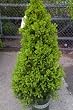 Dwarf Alberta Spruce Tree Five Gallon by Monrovia Growers