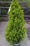 Dwarf Alberta Spruce Tree Five Gallon by Monrovia Growers