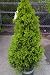 Dwarf Alberta Spruce Tree Five Gallon by Monrovia Growers