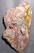 Opal - Rare Opal Clamshell Fossil Plate - Coober Pedy, Australia