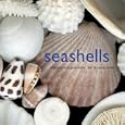 Seashells