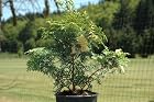 Chamaecyparis Otusa Moonlight Lace - Hinoki Cypress Tree - Pot Size 4